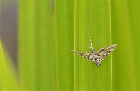 Moth Week 2022 Brown China Mark  Brown China Mark,Elophila nymphaeata,Kings Meaburn,National Moth Week 2022,moth week 2022