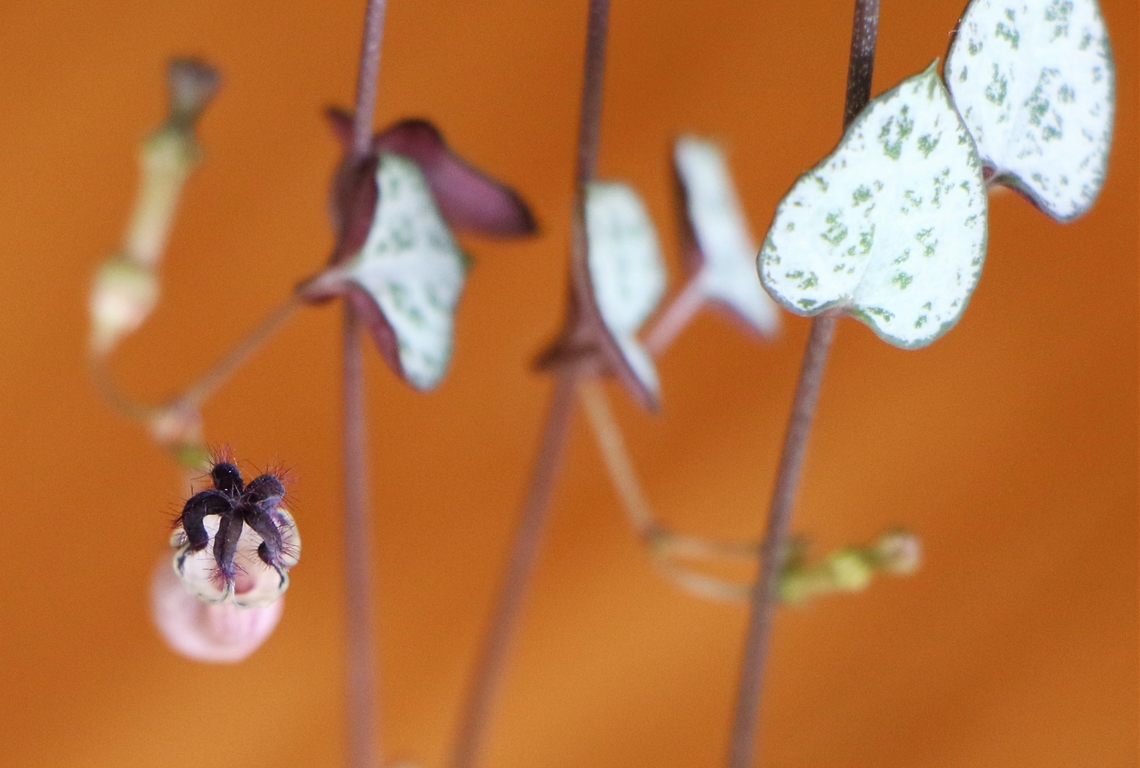 String of Hearts' Flower  Ceropegia woodii,Cumbria,Kings Meaburn,String of Hearts