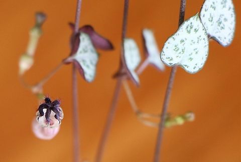 String of Hearts' Flower  Ceropegia woodii,Cumbria,Kings Meaburn,String of Hearts