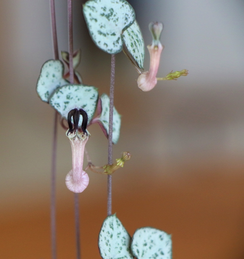 String of Hearts' Flowers  Ceropegia woodii,Cumbria,Kings Meaburn,String of Hearts