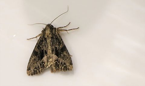 Moth Week 2022 - Dark Arches  Apamea monoglypha,Cumbria,Dark Arches,Kings Meaburn,National Moth Week 2022,moth week 2022