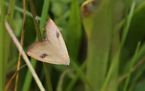 MothWeek 2022  - Straw Dot  Cumbria,Kings Meaburn,National Moth Week 2022,Rivula sericealis,Straw Dot,moth week 2022