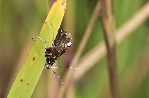 Moth Week 2022 - Brown Chinamark  Brown China Mark,Cumbria,Elophila nymphaeata,Kings Meaburn,National Moth Week 2022,moth week 2022