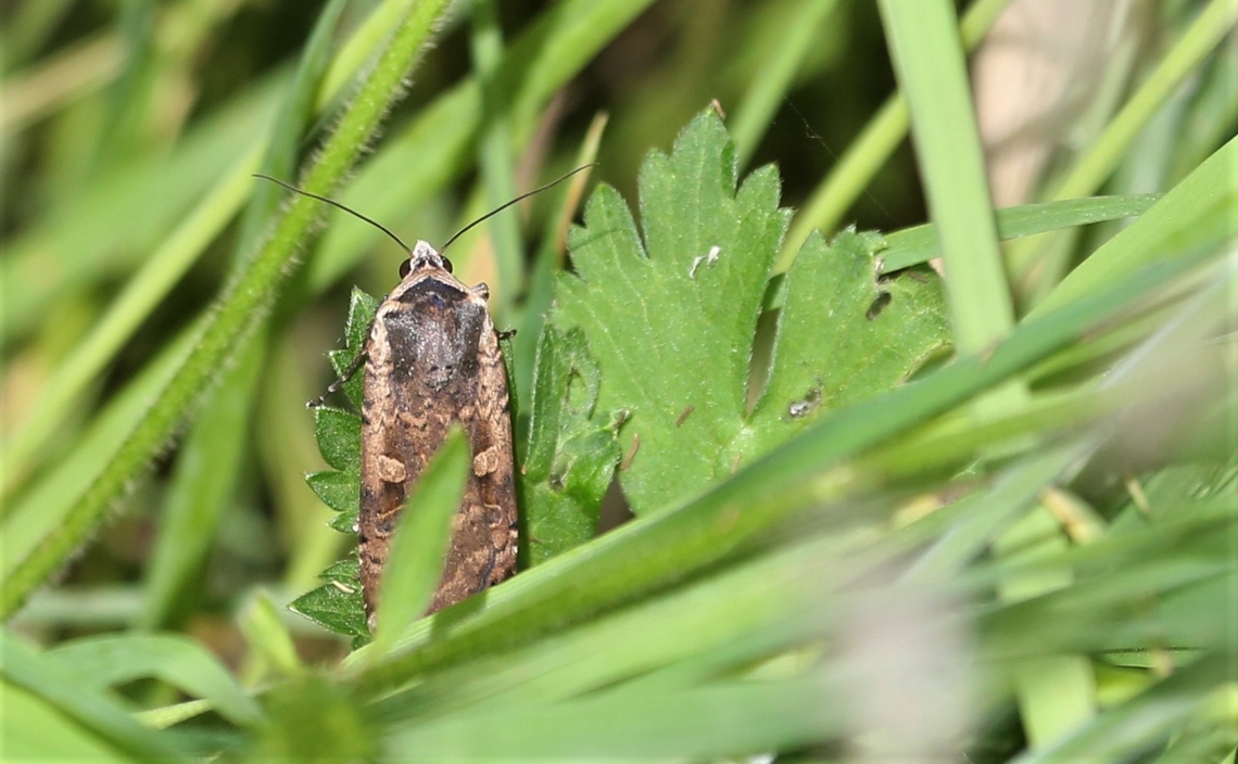 Moth Week 2022 - Large yellow underwing  Cumbria,Kings Meaburn,Large yellow underwing,National Moth Week 2022,Noctua pronuba,moth week 2022