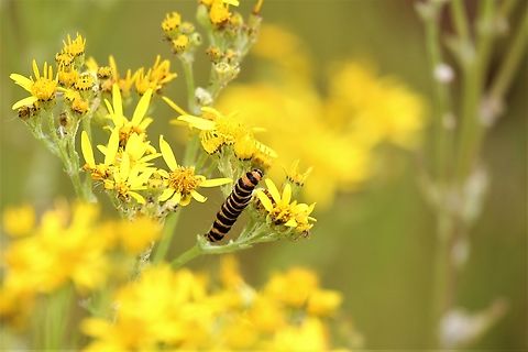 Moth Week 2022 - Cinnabar moth caterpillar  Cinnabar moth,Cumbria,Kings Meaburn,National Moth Week 2022,Oxford Ragwort,Senecio squalidus,Tyria jacobaeae,moth week 2022