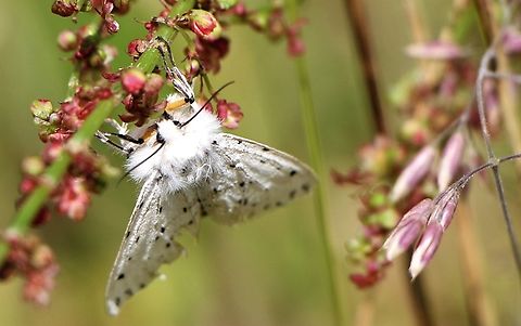 Moth Week 2022 White Ermine In a hay meadow at Piper Hall Farm Cumbria,National Moth Week 2022,Ravenstonedale,Spilosoma lubricipeda,White Ermine,moth week 2022