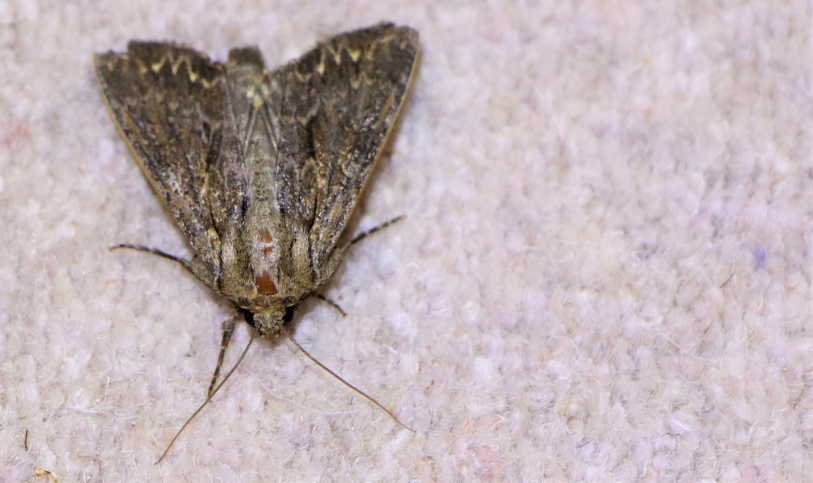 Moth Week 2022 Unsure of the identity of the moth which had got into my house, now successfully released Moth,National Moth Week 2022,moth week 2022