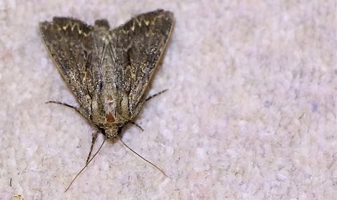 Moth Week 2022 Unsure of the identity of the moth which had got into my house, now successfully released Moth,National Moth Week 2022,moth week 2022