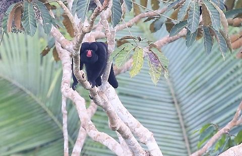 White-nosed Saki Wonderful monkey living in familial groups, seen from the Juruena river and in the canopy of the primary rainforest abounding the river.  Appears to make the Wooly Monkey look "under-dressed", excuse the anthropomorphic comment.  Its conservation status listing is vulnerable.  The white-nosed saki is endemic to the south-central Amazon rainforest in Brazil, particularly between the rivers Xingu and Madeira and farther south to the Guaporé River in Rondônia. They prefer to be in high forests, especially high terra firme forests.  Doesn't appear to venture to the forest floor to avoid predators such as Jaguar and Humans. Chiropotes albinasus,Mato Grosso,Rio Juruena,White-nosed saki