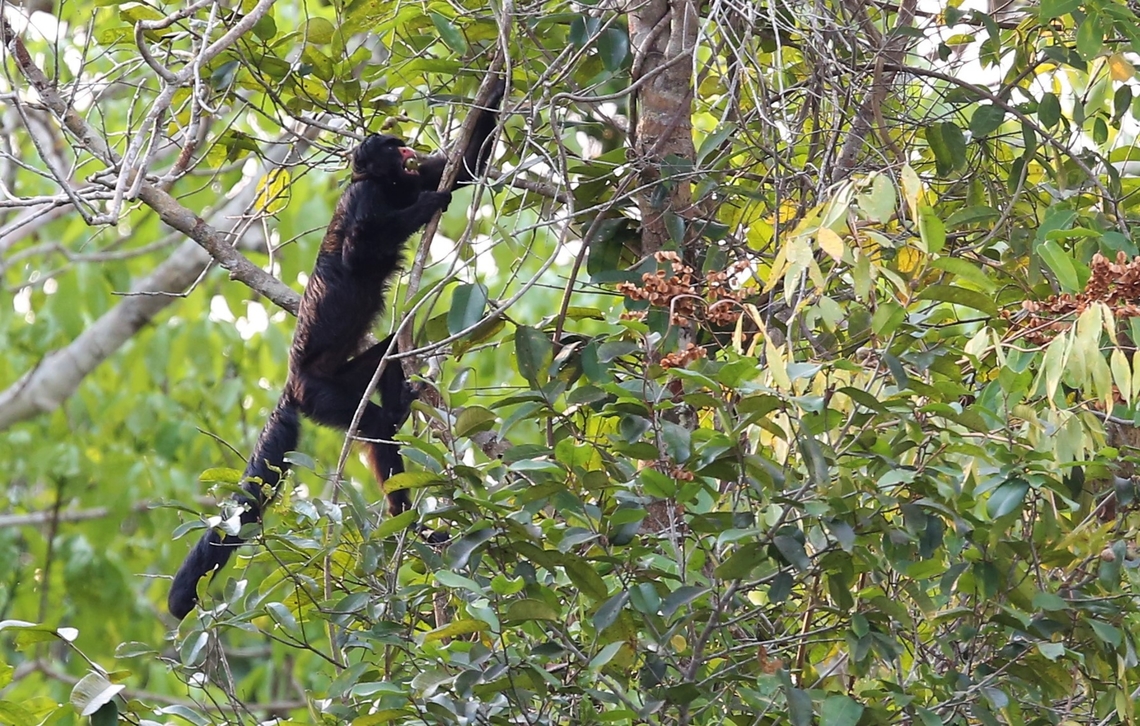 White-nosed Saki with fruit Wonderful monkey living in familial groups, seen from the Juruena river and in the canopy of the primary rainforest abounding the river.  Appears to make the Wooly Monkey look &quot;under-dressed&quot;, excuse the anthropomorphic comment.  Its conservation status listing is vulnerable.  The White-nosed Saki is endemic to the south-central Amazon rainforest in Brazil, particularly between the rivers Xingu and Madeira and farther south to the Guapor&eacute; River in Rond&ocirc;nia. They prefer to be in high forests, especially high terra firme forests.  Doesn&#039;t appear to venture to the forest floor to avoid predators such as Jaguar and Humans. Chiropotes albinasus,Mato Grosso,Rio Juruena,White-nosed Saki