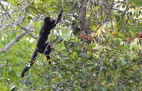 White-nosed Saki with fruit Wonderful monkey living in familial groups, seen from the Juruena river and in the canopy of the primary rainforest abounding the river.  Appears to make the Wooly Monkey look "under-dressed", excuse the anthropomorphic comment.  Its conservation status listing is vulnerable.  The White-nosed Saki is endemic to the south-central Amazon rainforest in Brazil, particularly between the rivers Xingu and Madeira and farther south to the Guaporé River in Rondônia. They prefer to be in high forests, especially high terra firme forests.  Doesn't appear to venture to the forest floor to avoid predators such as Jaguar and Humans. Chiropotes albinasus,Mato Grosso,Rio Juruena,White-nosed Saki