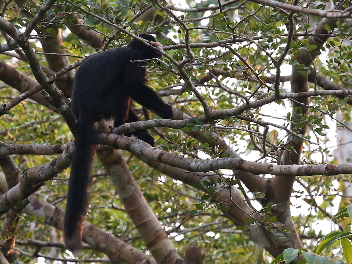 White-nosed Saki, showing white hair Here you can see the fine white hair for which this Saki is named. Chiropotes albinasus,Mato Grosso,Rio Juruena,White-nosed saki