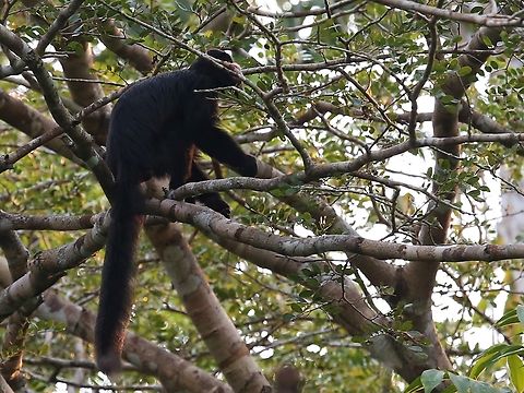 White-nosed Saki, showing white hair Here you can see the fine white hair for which this Saki is named. Chiropotes albinasus,Mato Grosso,Rio Juruena,White-nosed saki
