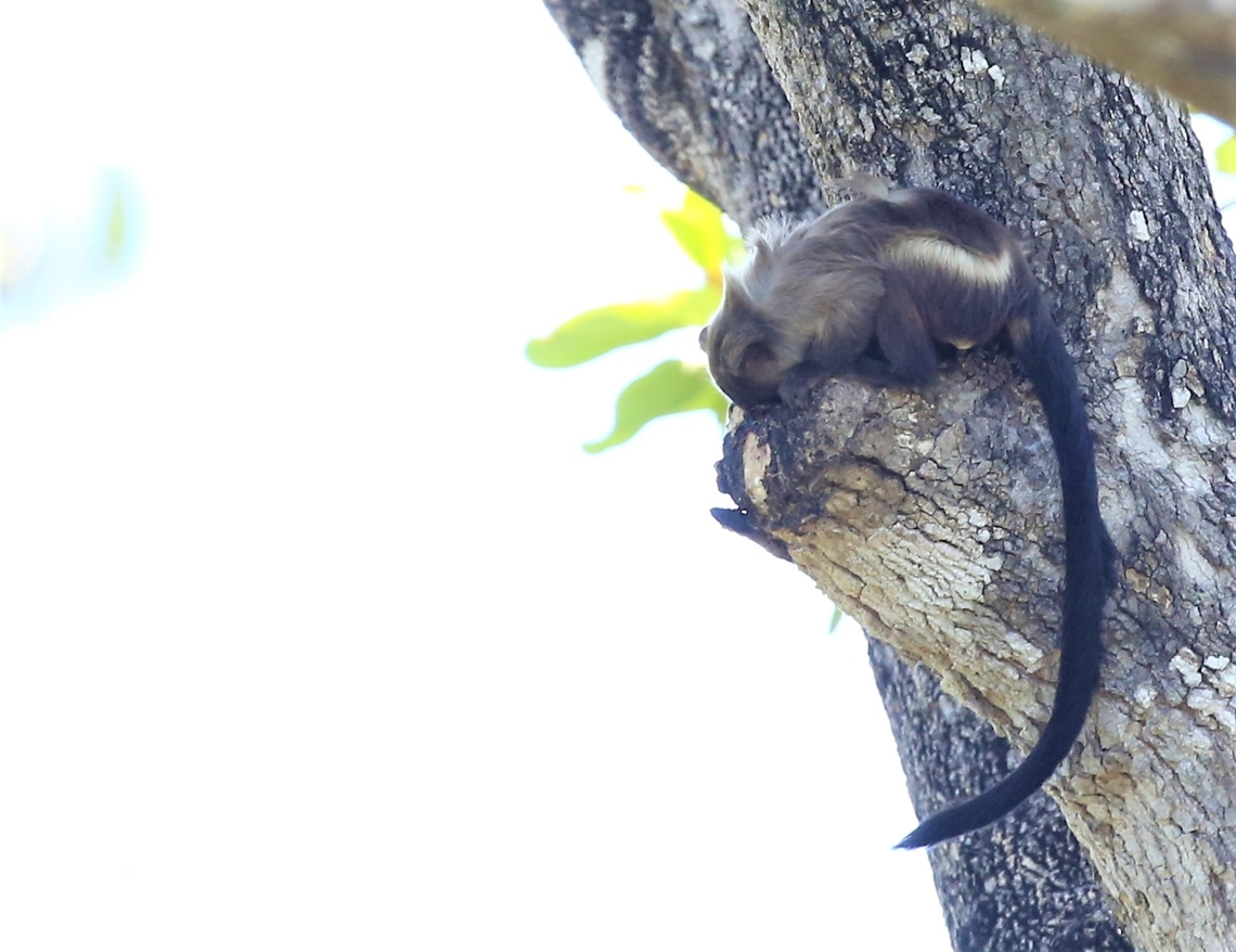 Black-tailed Marmoset licking sap Not the best very difficult to pick out &amp; then defeat the leaves.  Bonnie little primate though, preyed on by the Harpy Eagle &amp; Black-capped Capuchins Black-tailed marmoset,Mato Grosso,Mico melanurus,Pantanal,Pouso Alegre