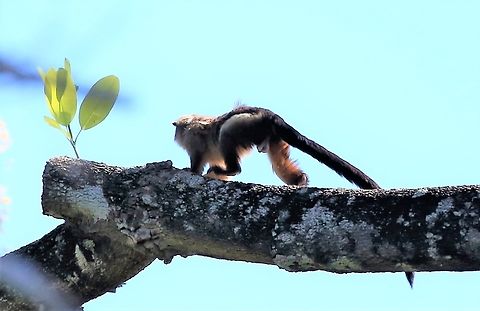 Goodbye Black-tailed Marmoset A very shy primate, hardly surprising, as ait is fairly near the bottom of a food chain. Black-tailed marmoset,Mato Grosso,Mico melanurus,Pantanal,Pouso Alegre