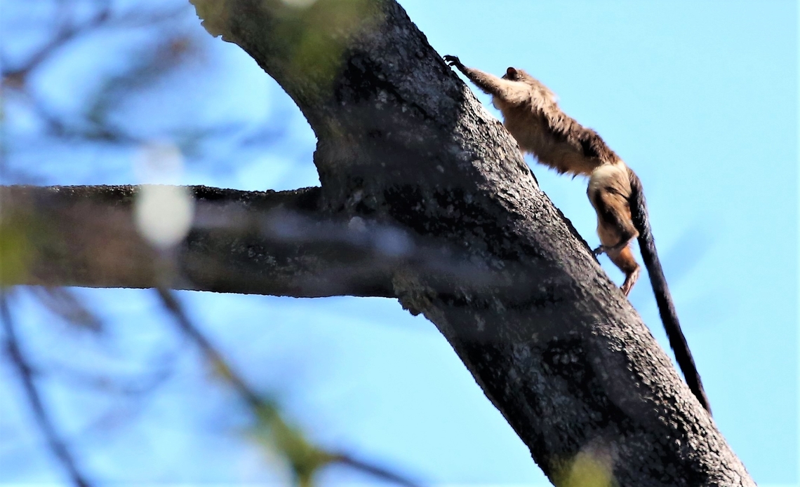 Black-tailed Marmoset climbing away Black-tailed marmoset leaving the scene Black-tailed marmoset,Mato Grosso,Mico melanurus,Pantanal,Pouso Alegre
