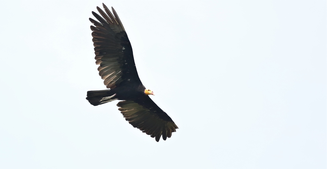 Greater Yellow-headed Vulture Very large vulture, flying over the tree with a Harpy Eagle chick in, near the Juruena river Cathartes melambrotus,Greater yellow-headed vulture,Mato Grosso,Rio Juruena,South Amazon