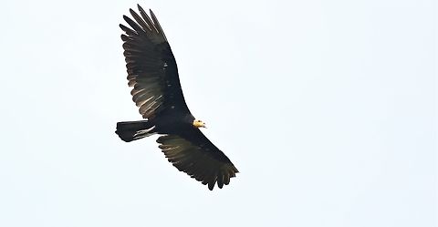 Greater Yellow-headed Vulture Very large vulture, flying over the tree with a Harpy Eagle chick in, near the Juruena river Cathartes melambrotus,Greater yellow-headed vulture,Mato Grosso,Rio Juruena,South Amazon