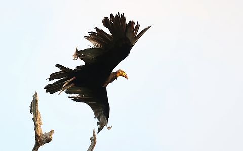 Greater Yellow-headed Vulture taking off from dead tree on the bank of Rio Juruena Late evening sun as we came upon this vulture at the end of a boat trip Cathartes melambrotus,Greater yellow-headed vulture,Mato Grosso,Rio Juruena,South Amazon