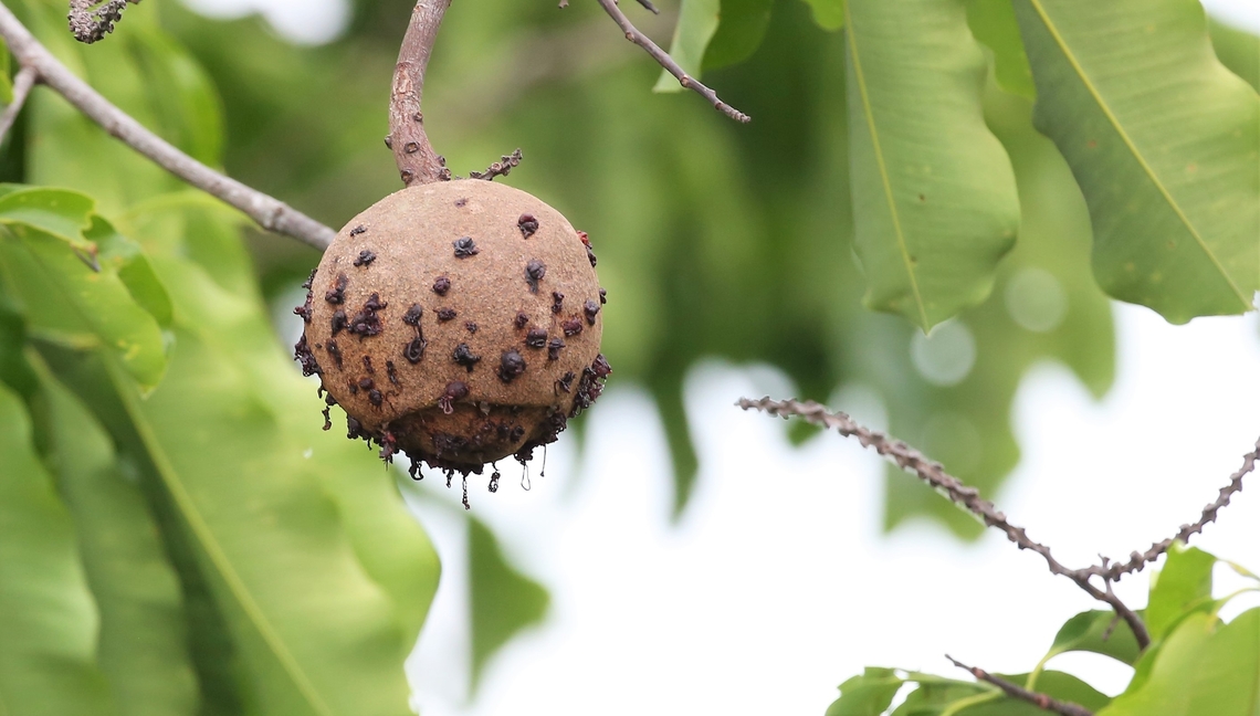 Brazil nut tree- detail of the fruiting nut From this nut which can weigh up to 3 kgs you will be able to work out why the tree was also known as &quot;cannonball&quot; tree.  Fruit is generally not collected until the majority of the nuts have fallen, health and safety. Bertholletia excelsa,Brazil nut tree,Mato Grosso,Rio Juruena