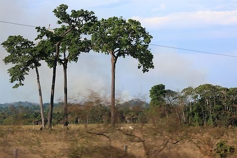 Brazil Nut Trees These Brazil nut trees were in a stand beside the road from Alta Floresta (High Trees) to the Rio Juruena River as testament to very recent rain forest clearance.  As you probably know it is generally illegal to cut down Brazil Nut trees and they quite often stand alone, along much of this road on grazing land (cattle).  If you look behind you can see smoke from fires clearing trees and scrub.  The road runs for 247 km and 20 years ago travelled entirely through pristine rain forest.  Of course, there is no chance of any of these trees producing brazil nuts.   Bertholletia excelsa,Brazil nut tree,Mato Grosso,Rio Juruena