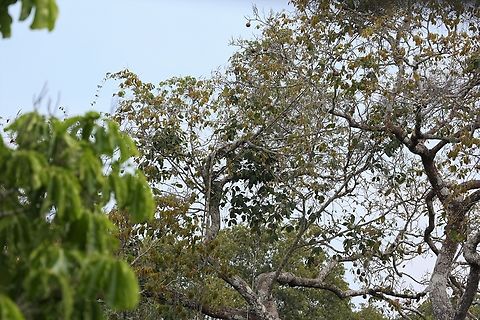 Fruiting Brazil Nut tree Fruiting brazil nut tree to the West of the Jurena river. Bertholletia excelsa,Brazil nut tree,Mato Grosso,Rio Juruena