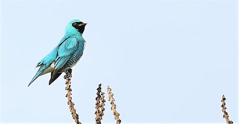 Swallow Tanager - Male atop Brazil Nut tree Glorious tanagers were in evidence at this level (emergent trees) Mato Grosso,Rio Juruena,Swallow tanager,Tersina viridis