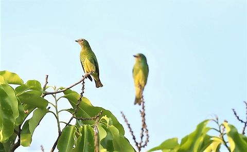 Swallow Tanagers - Female, atop Brazil Nut tree Very distinctive and colourful equally female to the male. Mato Grosso,Rio Juruena,Swallow tanager,Tersina viridis