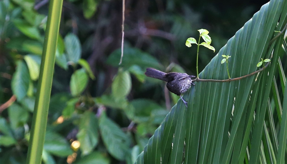 Thrush-like Wren In the extended canopy Campylorhynchus turdinus,Mato Grosso,Rio Juruena,Thrush-like wren