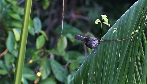 Thrush-like Wren In the extended canopy Campylorhynchus turdinus,Mato Grosso,Rio Juruena,Thrush-like wren