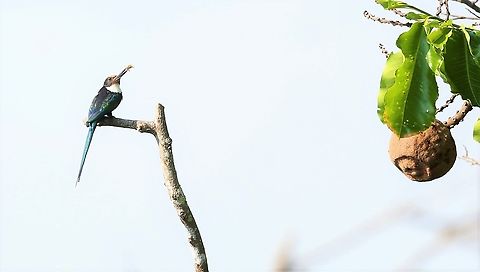 Paradise Jacamar on Brazil Nut tree One of a pair of this delightful Jacamar that joined us on the Brazil Nut Bertholletia excelsa,Brazil nut tree,Galbula dea,Mato Grosso,Paradise jacamar,Rio Juruena