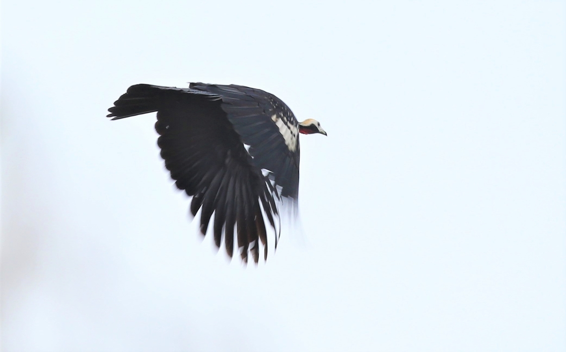 Flying Red-throated Piping Guan  Mato Grosso,Pipile cujubi,Red-throated piping guan,Rio Juruena