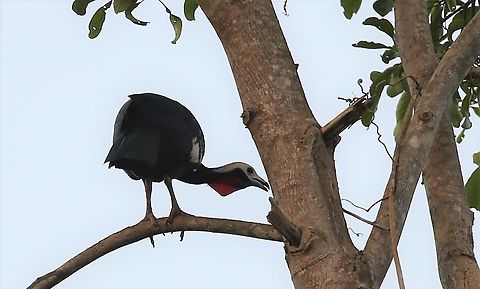 Red-throated Piping Guan Generally seen flying over the Juruena river about dawn and towards dusk, leaving their roosts and returning to them.  Here, seen briefly besides the road about 3 kilometres from the Jurena river.  Very shy. Mato Grosso,Pipile cujubi,Red-throated piping guan,Rio Juruena