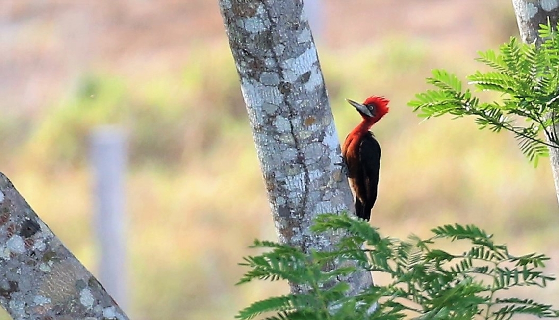 Red-necked Woodpecker We were fortunate to see this striking woodpecker in the emergent layer. Campephilus rubricollis,Mato Grosso,Red-necked woodpecker,Rio Juruena