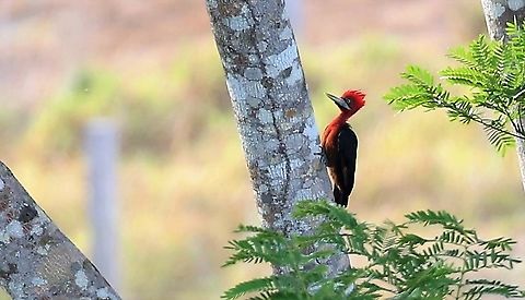 Red-necked Woodpecker We were fortunate to see this striking woodpecker in the emergent layer. Campephilus rubricollis,Mato Grosso,Red-necked woodpecker,Rio Juruena