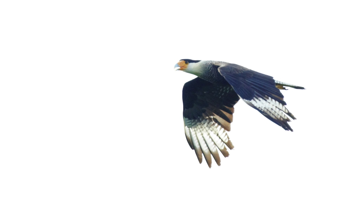 Southern Crested Caracara flying by Flying by Caracara plancus,Mato Grosso,Rio Juruena,Southern Crested Caracara
