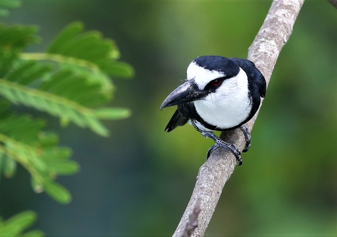 White-necked Puffbird In the extended forest Mato Grosso,Notharchus hyperrhynchus,Rio Juruena,White-necked puffbird