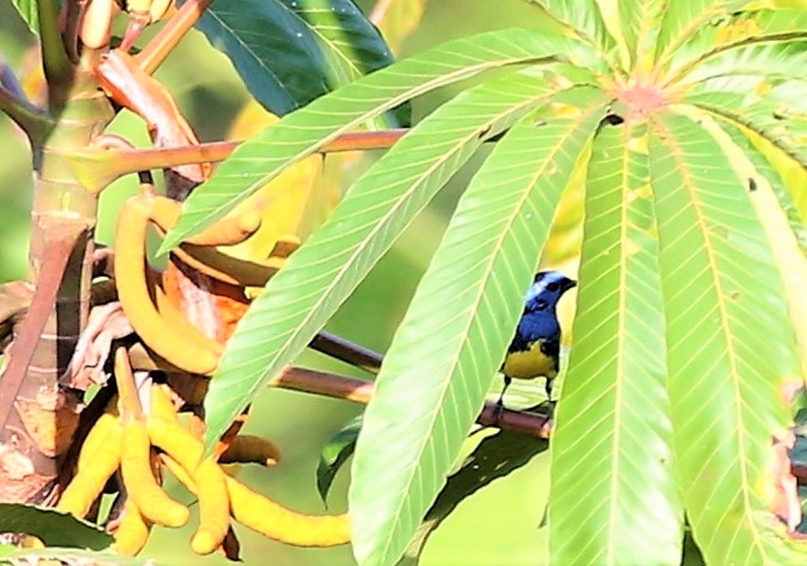 Tourquoise Tanager on Cecropia tree Taking the shade in a cecropia tree Cecropis peltata,Mato Grosso,Rio Juruena,Tangara mexicana,Turquoise tanager