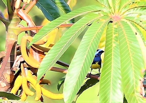 Tourquoise Tanager on Cecropia tree Taking the shade in a cecropia tree Cecropis peltata,Mato Grosso,Rio Juruena,Tangara mexicana,Turquoise tanager