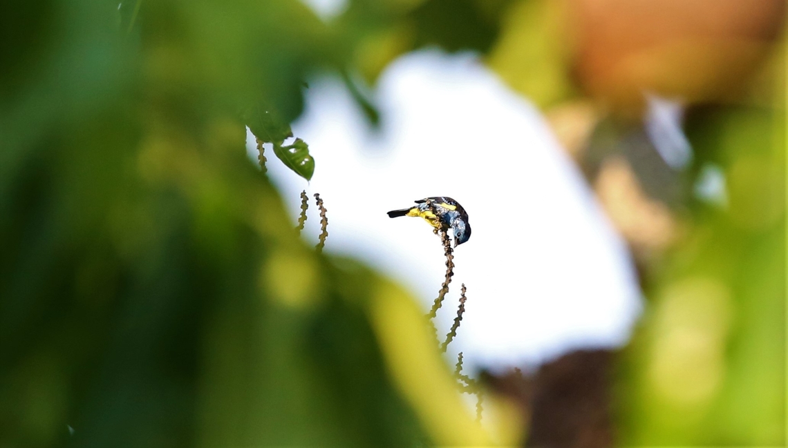 Tourquoise Tanager atop a Brazil Nut Tree At the very top of a Brazil Nut Tree, 50+ metres. Mato Grosso,Rio Juruena,Tangara mexicana,Turquoise tanager