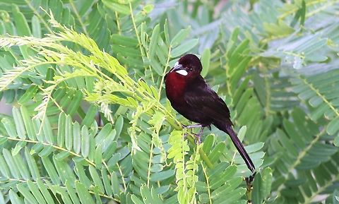 Silver-beaked Tanager Often seen in the canopy and close to ground flitting in and out. Mato Grosso,Ramphocelus carbo,Rio Juruena,Silver-beaked tanager