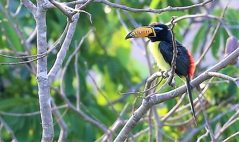Lettered Aracari - Male Another member of the toucan family, albeit possibly more striking because of the bare blue skin above the eye.  Note the black head (male), the female has a chocolate coloured head. Lettered aracari,Mato Grosso,Pteroglossus inscriptus,Rio Juruena