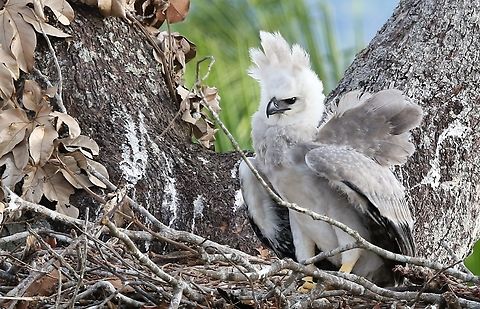 Harpy Chick, 5 months old Watched this chick for a day and a half, waiting to see if one of the parents returned to feed it.  It had not been fed for 3 days when we left and it eventually was fed a further 2 days later.  Its previous meal had been a black-tailed marmoset.  It occasionally dug down into the nest to try to gain some nourishment from a bone, but Harpy eagles are not like lammergeyers and cannot get to the marrow.  It spent time keening for its parents about every hour.  When the wind got up it would exercise its wings and was expected to fledge in a further 2-3 weeks.  It was exposed to high temperatures in the nest 28 metres up a brazil nut tree up to 37C when we were there.  There was also quite a lot of smoke about on occasion from nearby burning. Fazenda Sao Nicolau,Harpia harpyja,Harpy Eagle,Mato Grosso,Rio Juruena