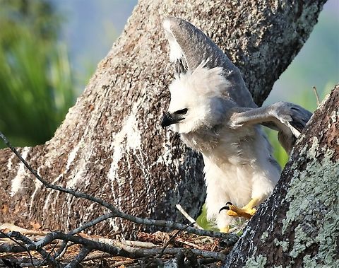 5 month old Harpy Chick exercising its wings Note the claws and the beak, the key weapons of the Harpy.  The adults spend a lot of time in emergent canopy trees, like the Brazil nut, the Kapok and the Angelim tree providing them with the perfect opportunity to spot primates either in the emergent canopy or the understorey canopy, where they will swoop and kill by gripping the head and the claw will normally pierce the skull.  Unfortunately this sitting in the open allows anyone with a grudge against the Harpy to walk up and shoot them, very easily.  I will add 3 or 4 more photos and a short film later. Fazenda Sao Nicolau,Harpia harpyja,Harpy Eagle,Mato Grosso,Rio Juruena