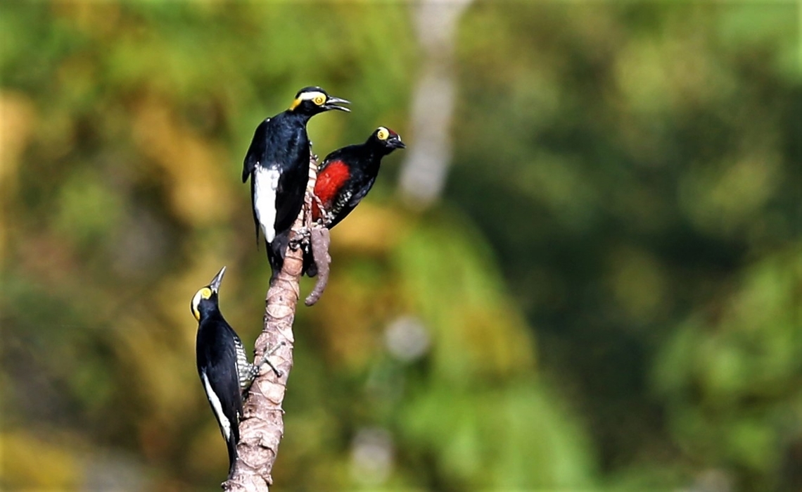 3 Yellow-tufted Woodpeckers A lively family group on a Cecropia tree Fazenda Sao Nicolau,Mato Grosso,Melanerpes cruentatus,Rio Juruena,Yellow-tufted woodpecker