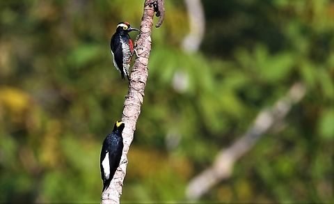 Yellow-tufted Woodpeckers On Cecropia tree Fazenda Sao Nicolau,Mato Grosso,Melanerpes cruentatus,Rio Juruena,Yellow-tufted woodpecker