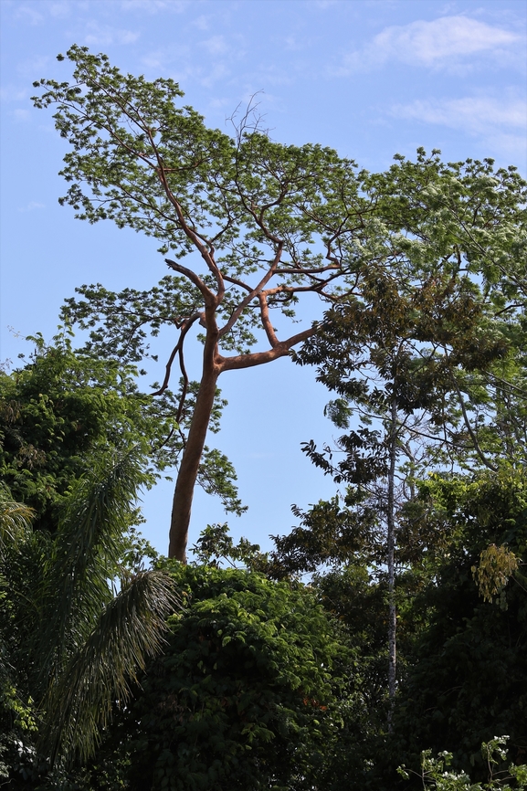 Angelim Tree One of the emergent trees of the Brazilian rainforest, possibly the tallest tree in that rainforest.  This is relatively younger than some of the larger specimens, as evidenced by its &quot;smooth bark&quot;.  It is the largest plant in the pea family.  Its timber is much sought, as its wood is very heavy; hard; very durable, even in contact with the soil, being resistant to fungi, dry wood borers and termites.  The tallest measured specimen is 88.5 m, with a circumference of 5.5 m and was found in Para State in 2019.  This specimen was in a small patch of rainforest left close-by the airport at Alta Floresta Alta Floresta,Angelim,Dinizia excelsa,Faveira,Mato Grosso
