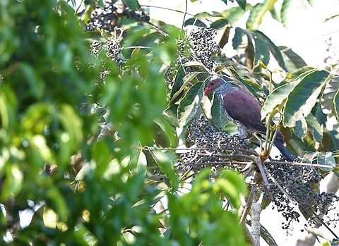 Scaled Pigeon In the extended canopy, Fazenda Sao Nicolau,Mato Grosso,Patagioenas speciosa,Rio Juruena,Scaled pigeon