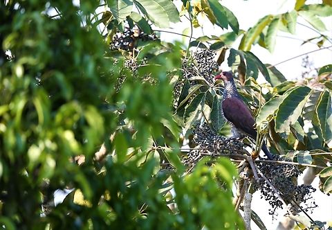 Scaled Pigeon A very beautiful pigeon in the extended canopy Fazenda Sao Nicolau,Mato Grosso,Patagioenas speciosa,Rio Juruena,Scaled pigeon