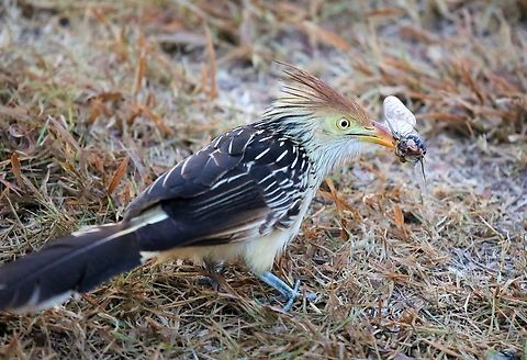 Guira Cuckoo & Cicada Early morning snack for Guira.  1st day that we were at Fazenda Sao Nicolau when we saw sunrise in the grounds. Fazenda Sao Nicolau,Guira Cuckoo,Guira guira,Mato Grosso,Rio Juruena
